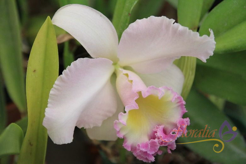 Orquidea Phalaenopsis