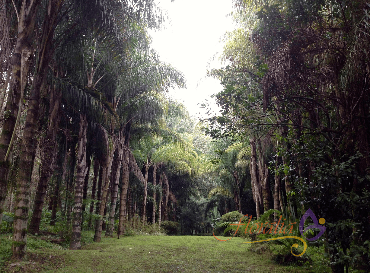 plantas de ornato