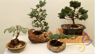 El bonsai como planta de ornato